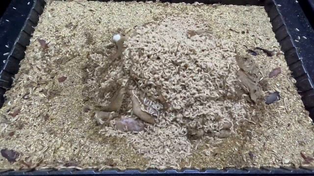 Опарыши едят курицу. Таймлапс. Timelapse смотреть онлайн