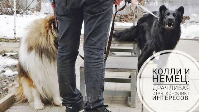 Догтренинг 737. Колли и немец. Драчливая стая. Конфликт интересов.