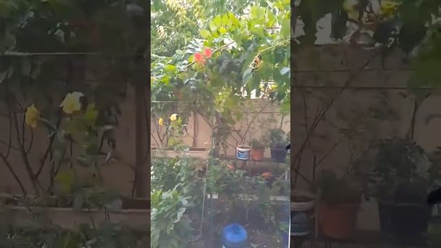 Квартира на земле в центре Анапы в самом красивом районе. смотреть онлайн