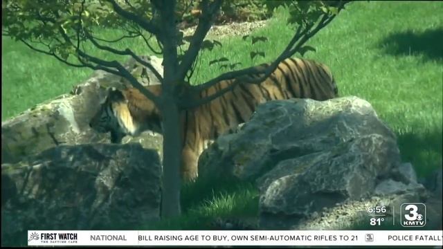 Omaha's zoo, wildlife safari park, take top honors in USA Today awards смотреть онлайн
