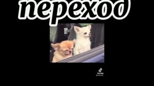 Реакция сансов на dreamswap меме (🇷🇺)