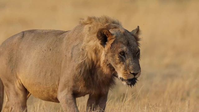 Lazy Lions – Wildlife Safari – Moremi Game Reserve, Okavango Delta, Botswana – Canon EOS R5, R7 смотреть онлайн