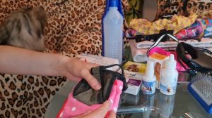 Что нужно купить для шпица?