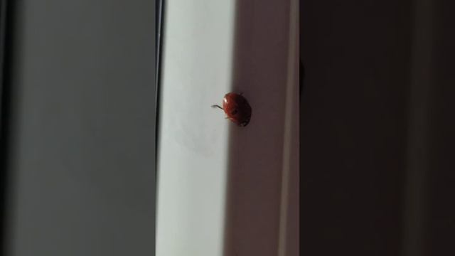 ВЕСНА в квартире ,среди ЗИМЫ смотреть онлайн