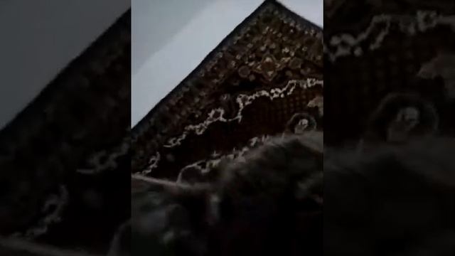 Кот тузик. смотреть онлайн