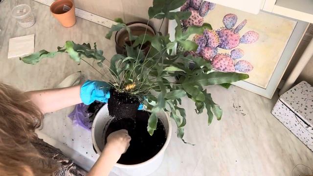 Тревожная пересадка папоротника флебодиума «голубая звезда» смотреть онлайн