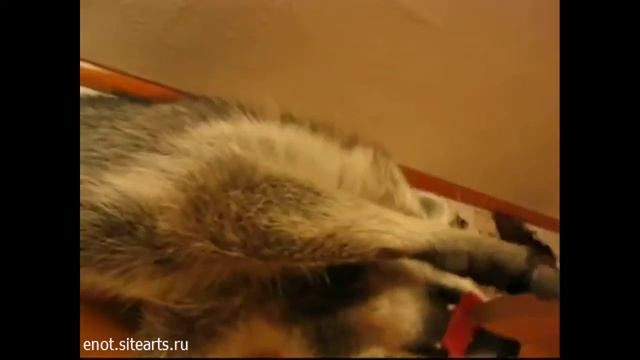 Енот дурачится / Raccoon Watermelon смотреть онлайн