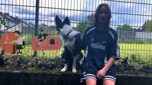 Основные плюсы и минусы  породы Бордер Колли 🐾