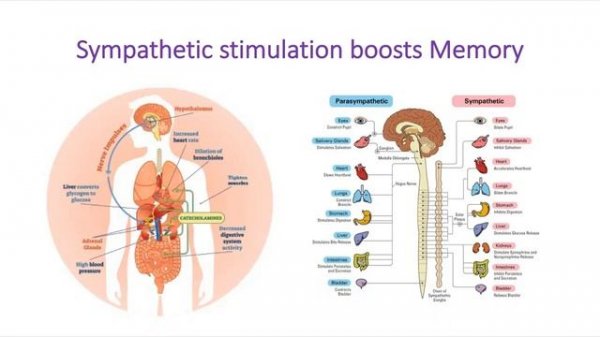 Can Stress Affect Your Memory ?