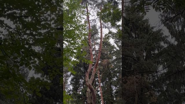 Волшебная тропа в ЖК Саларьево Парк от метро Филатов луг до дома, вдоль школы ул Большое Понизовье смотреть онлайн