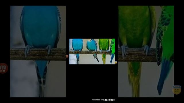 Как ухаживать за попугаем🐦 смотреть онлайн