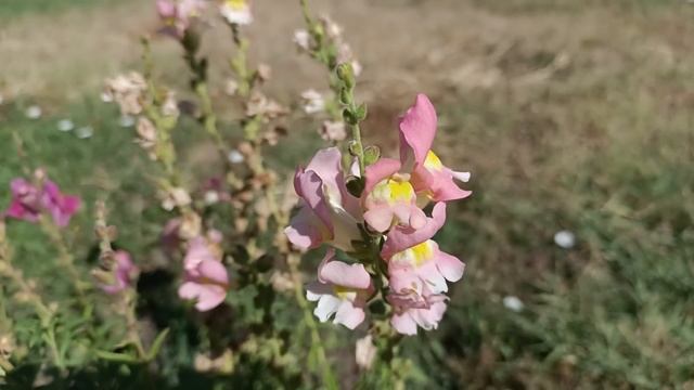 Муж прокомментировал наряд жены. Гости не знали куда девать глаза. Как же он пожалел, что это сказа смотреть онлайн