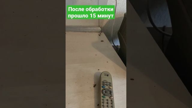 дезинфекционная обработка от тараканов смотреть онлайн