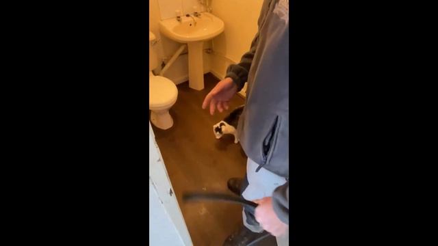 How To Introduce My New Dog To A Cat смотреть онлайн