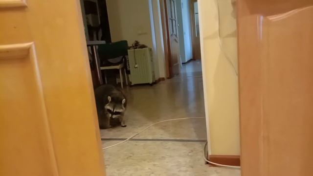 Енот, который живёт сам по себе. смотреть онлайн