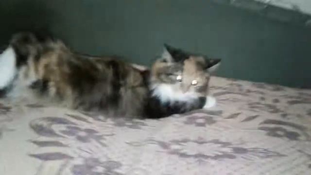 Моральный вред кошке #1 смотреть онлайн