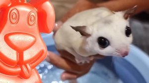 Белка-летяга залетает к вам в гости  Желейный Стасик пытается её словить.