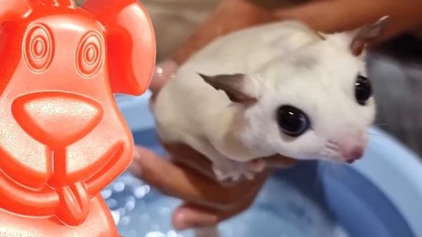 Белка-летяга залетает к вам в гости Желейный Стасик пытается её словить.