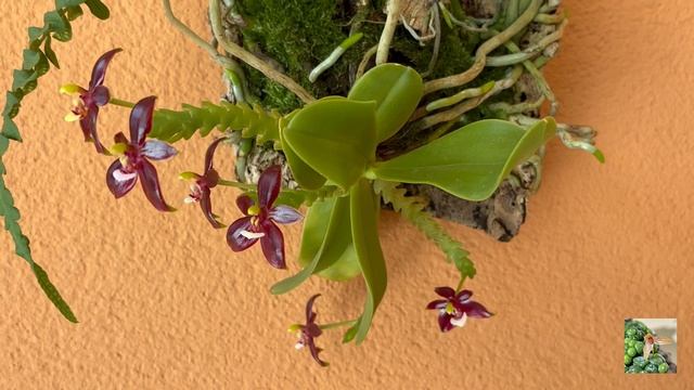 Обзор орхидей в августе. Лето и орхидеи. смотреть онлайн