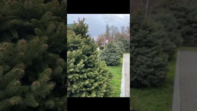 квартира в Дагестане. г Каспийск аренда смотреть онлайн
