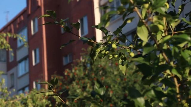 Плодородный август на Садовом кольце, Кондратово смотреть онлайн