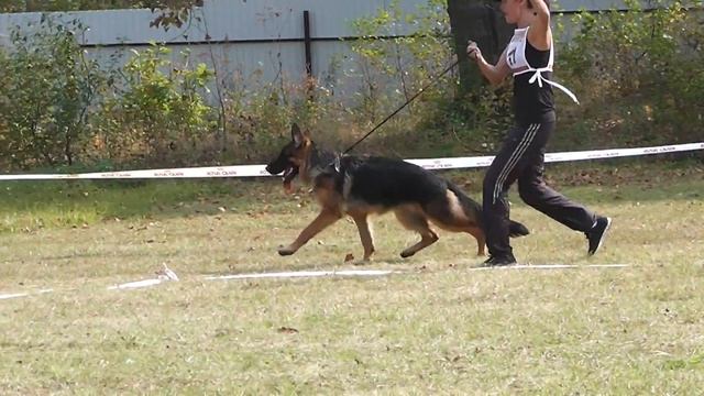 Феникс из Дома Алленс (06.10.13, Большой Камень) смотреть онлайн