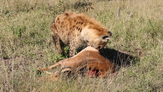 SOUTH AFRICA PHOTO SAFARI HIGHLIGHTS - Madikwe + Sabi Sands 2022 - 4K смотреть онлайн