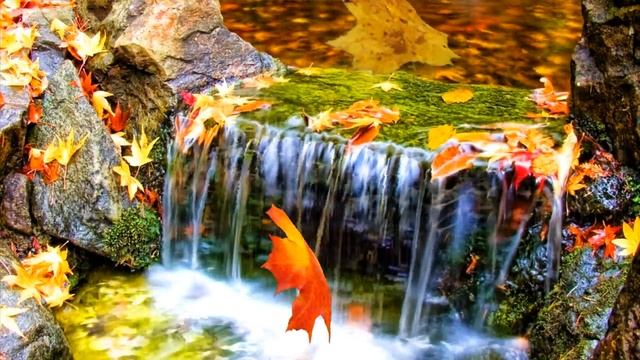 Листопад. Футаж в подарок за лайк:) смотреть онлайн