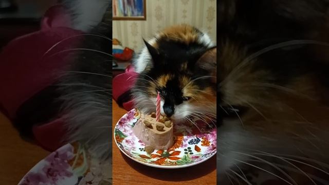 Нюше 7 лет 🎂🐱