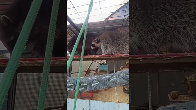 #енотики #ямыилюша #помощьбездомнымживотным #котики #собачки #анапа смотреть онлайн