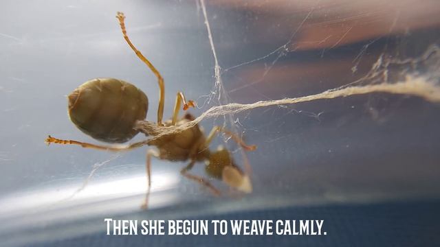 WEAVER ANT QUEENS (Oecophylla smaragdina) | THIRD UPDATE | Weaving Silk смотреть онлайн