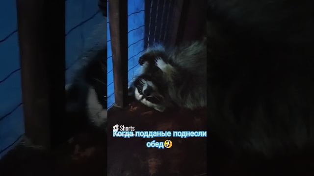 Содержание енота. Стоит ли заводить енота. Плюсы и минусы енота в доме