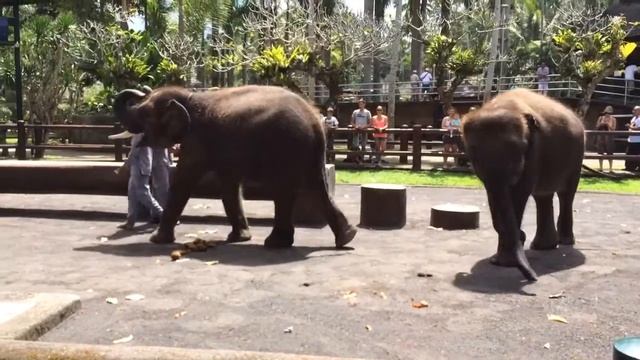 Elephant Safari Park Bali смотреть онлайн