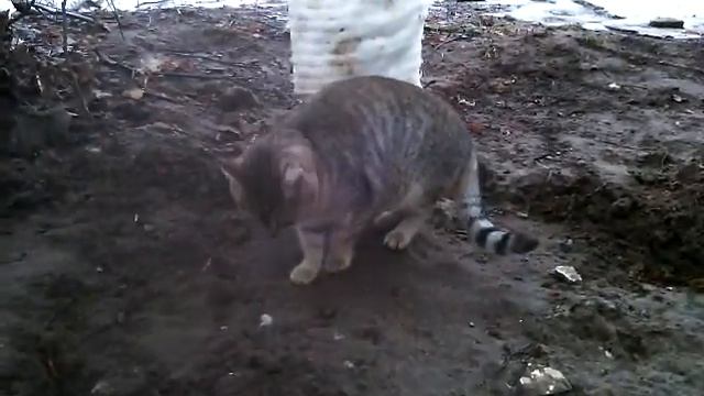 Cat on its territory Кот на своей территории смотреть онлайн