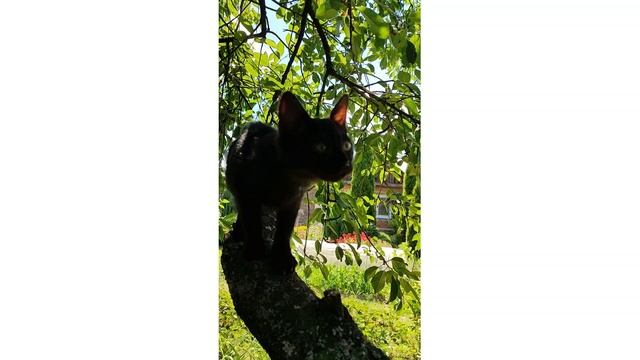 Черная пантера в джунглях Беларуси. смотреть онлайн