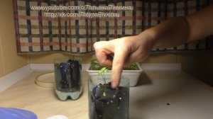 Сельдерей ОТ и ДО.  ПОСЕВ, ВЫСАДКА, РЕЗУЛЬТАТ с Татьяной Пивкиной.