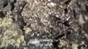 Эти жучки жрут рассаду, как избавиться, читай в описании.