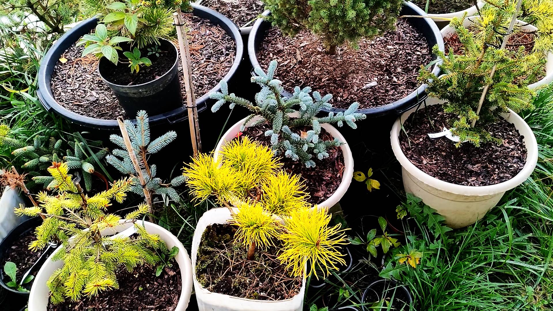 обзор хвойных 27.10.24