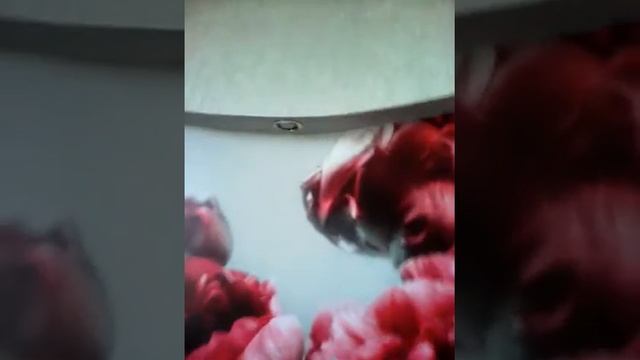 Ремонт квартир в Нальчике. Фотообои в нише из гипсокартона. смотреть онлайн