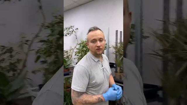 Топ самых популярных растений от Flora land. #цветы #flowers #горшечные #домашниерастения #топ смотреть онлайн