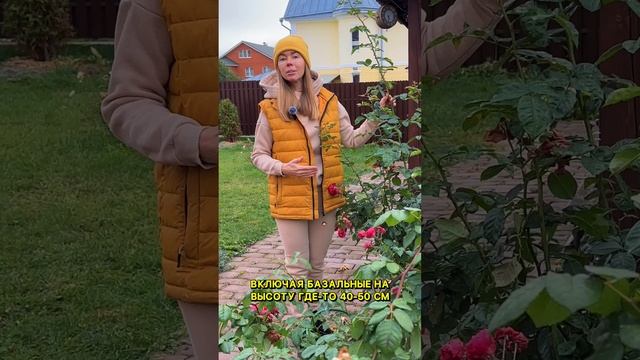 Что делать осенью с длинными базальными побегами роз? смотреть онлайн