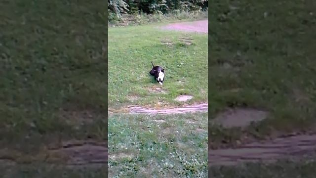 Silly pittbull Marley Mac смотреть онлайн