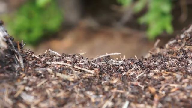 ants on anthill смотреть онлайн