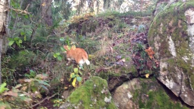 cat-lynx hunting смотреть онлайн