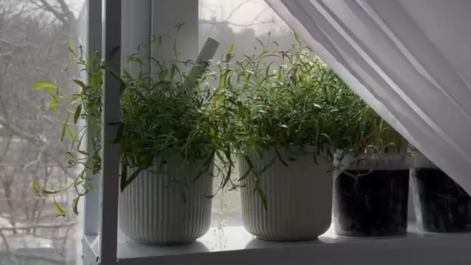 Где разместить рассаду дома? смотреть онлайн