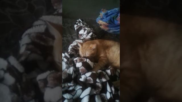 Самый любимый котик смотреть онлайн