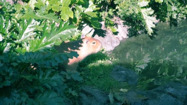 Light Club - Blizzard (Official Music Video) смотреть онлайн