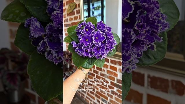 🐇💖АВ-Искусство Волны. И снова так хорош, что сложно не сделать видео его с этот момент времени... смотреть онлайн