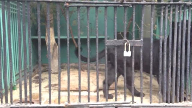St.Petersburg Zoo.mov смотреть онлайн