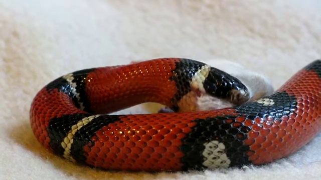 snake and the mouse. breakfast_03 смотреть онлайн